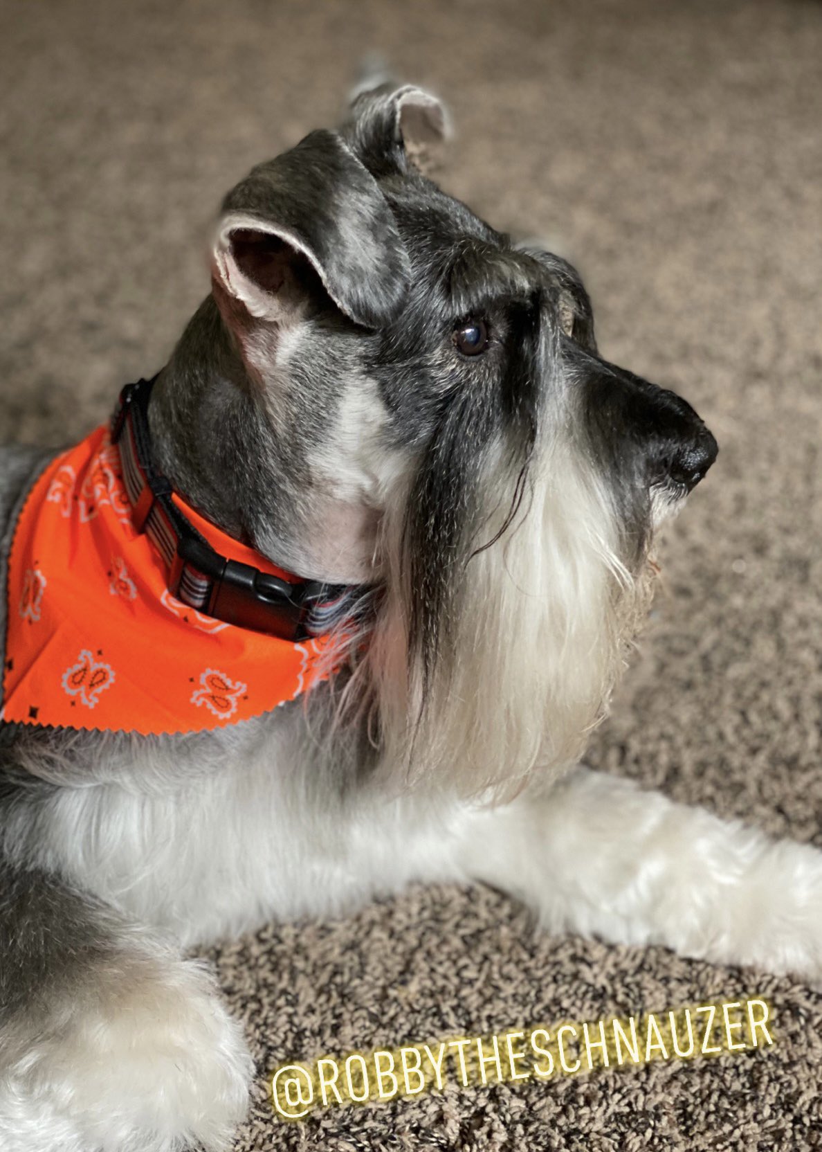 Robby_The_Schnauzer on Twitter "Happy National Schnauzer Day ♥️🐾 