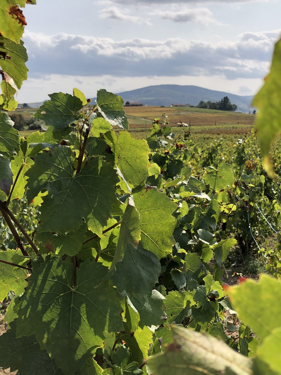 Lan BERTRAND (@bertrand011322) on Twitter photo Les vendanges continuent dans le beaujolais. On n’hésite pas à donner un coup de main à un super vigneron quand on le peut. ☺️🍇🍷🐞🍀🌿
<a href="/Capreoles/">Lecareux Cédric</a> Les vendanges continuent dans le beaujolais. On n’hésite pas à donner un coup de main à un super vigneron quand on le peut. ☺️🍇🍷🐞🍀🌿
<a href="/Capreoles/">Lecareux Cédric</a>