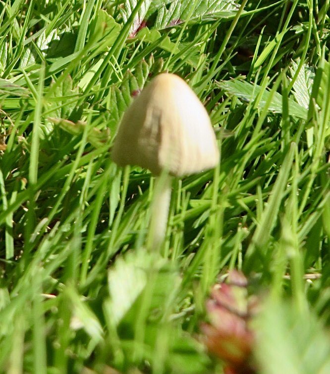 hapandcarol's tweet photo. #HAPPINESS is finding several different types of mushrooms. Perhaps there is an elf or two hiding under them. #mushrooms #elfhouse https://t.co/2tXZXbFIOJ