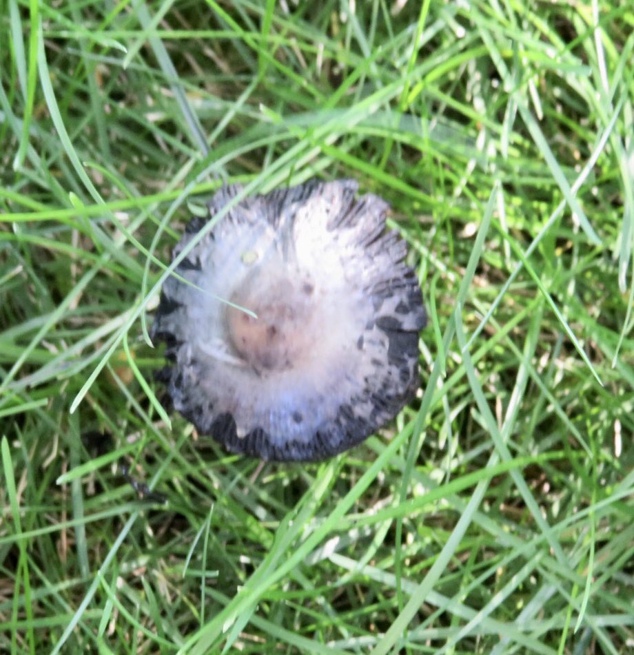 hapandcarol's tweet photo. #HAPPINESS is finding several different types of mushrooms. Perhaps there is an elf or two hiding under them. #mushrooms #elfhouse https://t.co/2tXZXbFIOJ