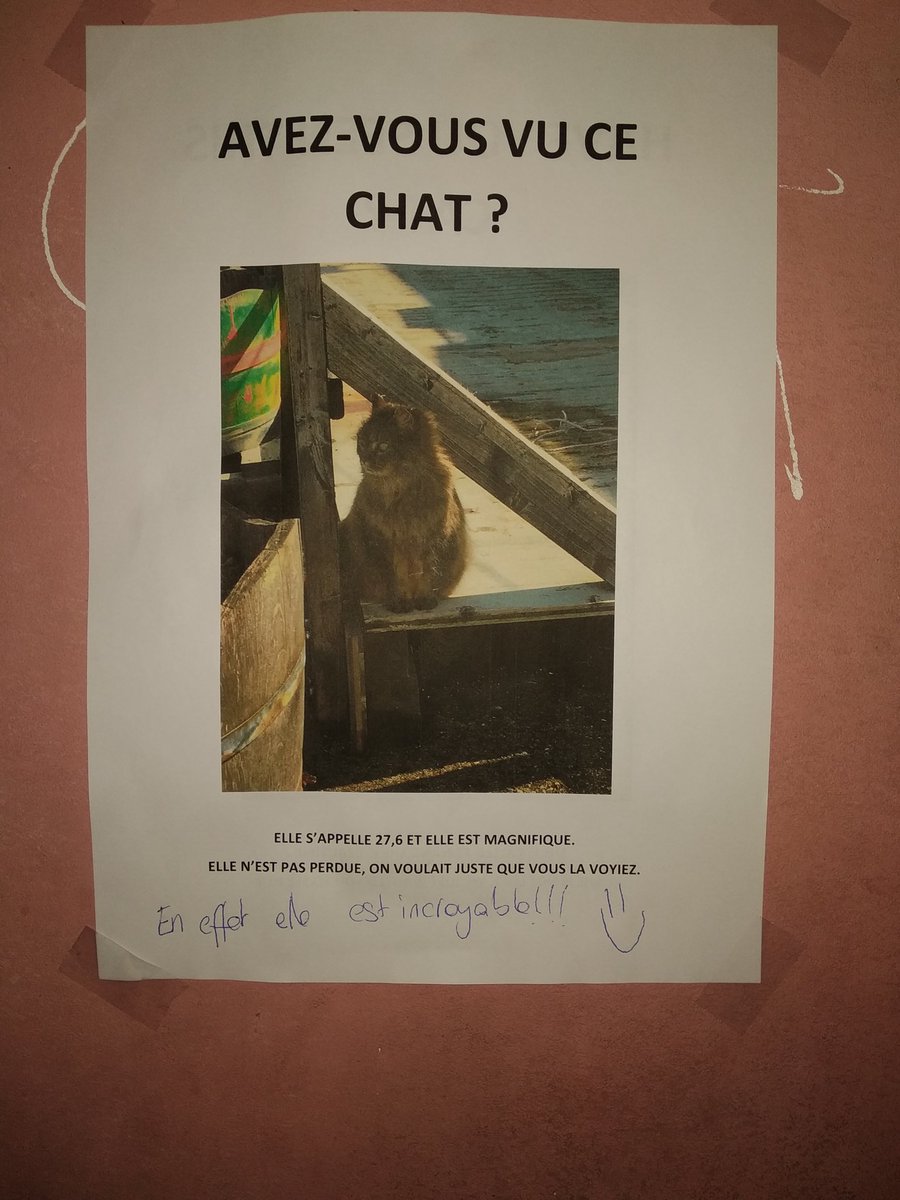 thruoss's tweet photo. Ach, Katzenbilder https://t.co/OwaOO15uOs