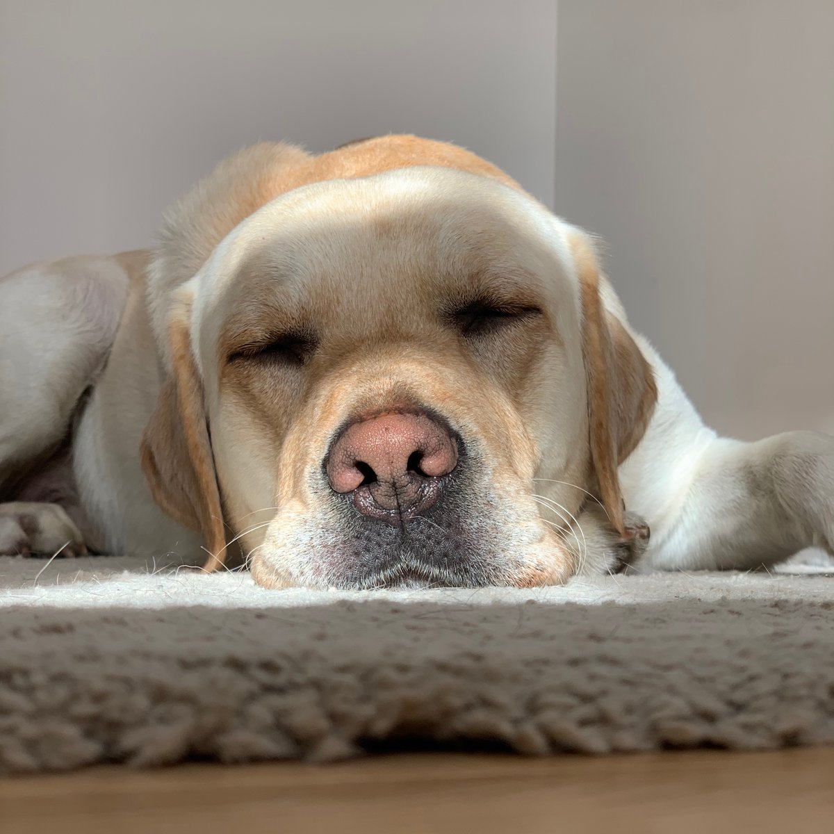 destinationdog_'s tweet photo. Let sleeping dogs lie🐾 https://t.co/UU4MbOB2GW