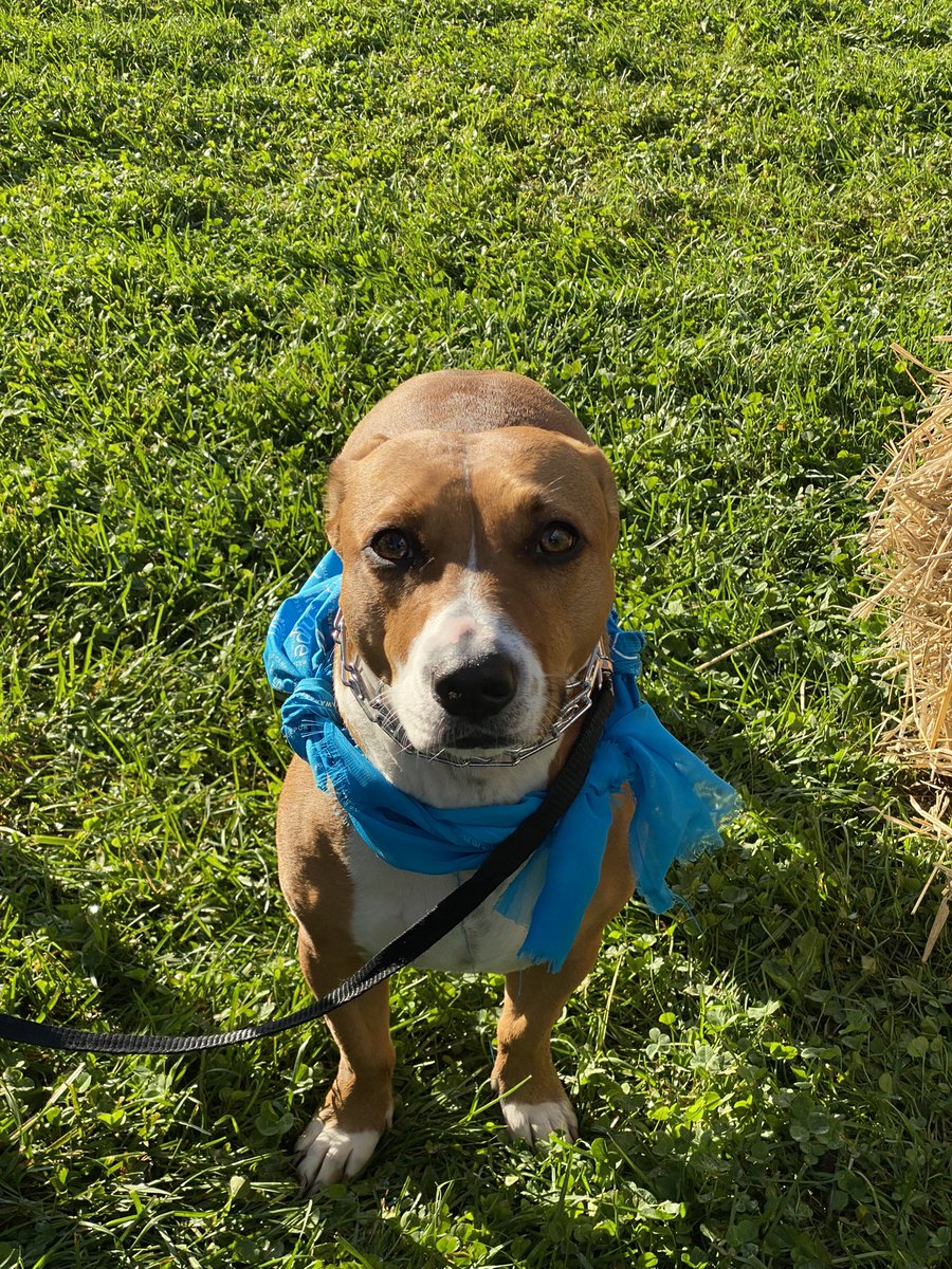 rebecca_shiroff's tweet photo. Hope for Heather Teal Ribbon Run! Come on out to Minoa & support an amazing cause. They have done amazing things & helped save thousands of lives over the years, all in memory of their courageous daughter, Heather.#hopeforheather #OvarianCancer #cancersucks #manlius https://t.co/rqGl95IgWb
