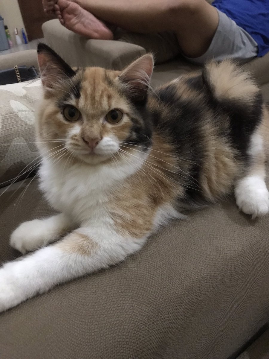 puutD's tweet photo. Akhir-akhir ini lagi fokus banget ngerawat kitten lagi diare. Galeri isinya foto pup semua. Alamakk pusing juga yes.. cepet sembuh ya nduuk 😔 https://t.co/hZhp5ccMxq