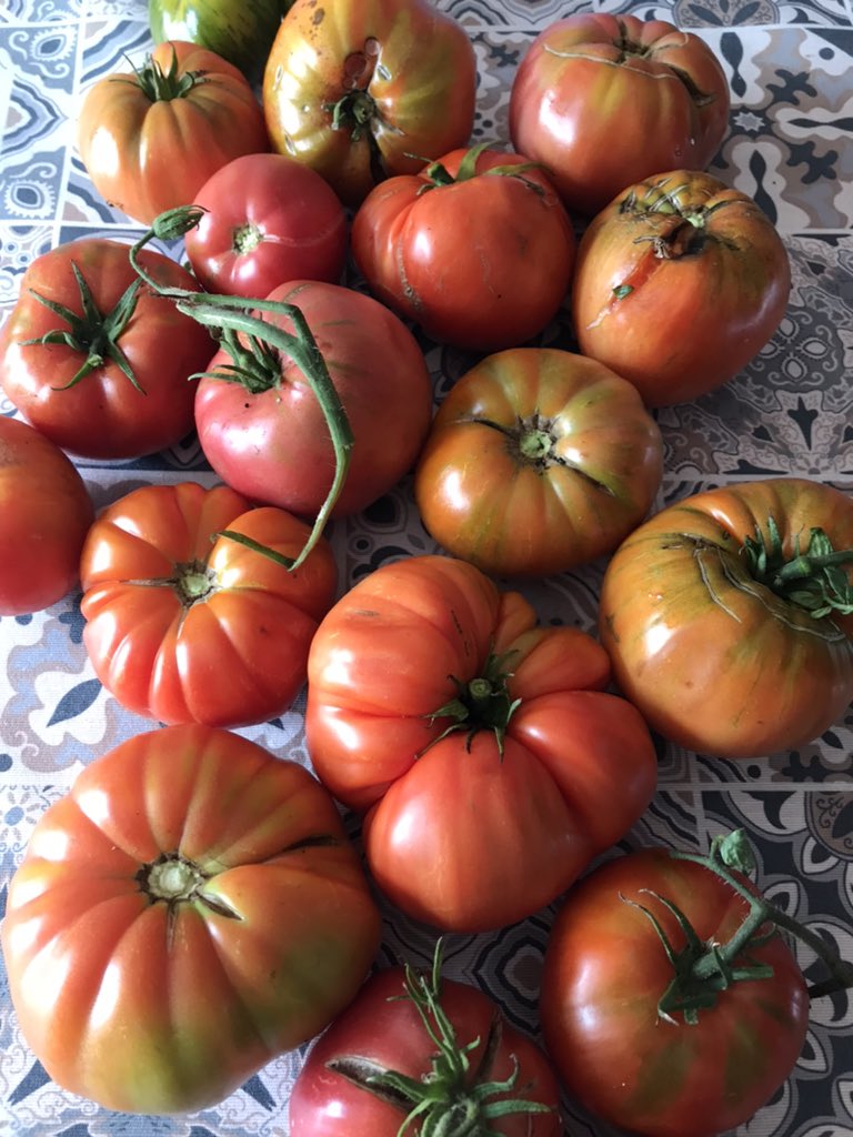 Nimataniengorda's tweet photo. 🍎 Tomates de verdad 😍
Estar en una huerta de las buenas es como estar en el Paraiso.

Espectaculares tomates “de verdad” para nuestras ensaladas y también conservas de tomate frito. 

#tomates #huerta #bio #tomatoes #ourensecalidade #galicia https://t.co/iwexBm7t50