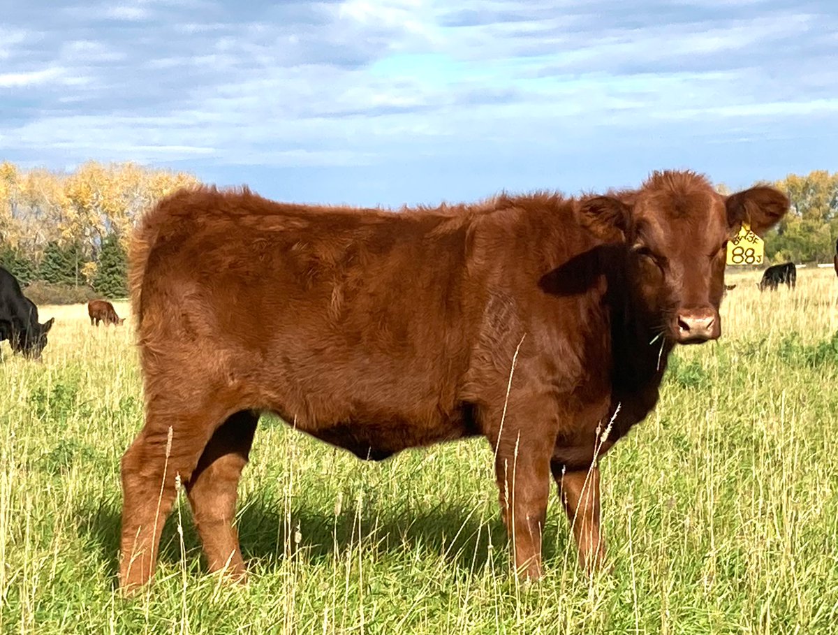 EdieCreekAngus's tweet photo. Nice to have the red pairs home on grass. This heifer calf comes off a 3yr old Easy Red 868A dtr. #FallTimeIsTheBestTime https://t.co/btuiqhvWfv