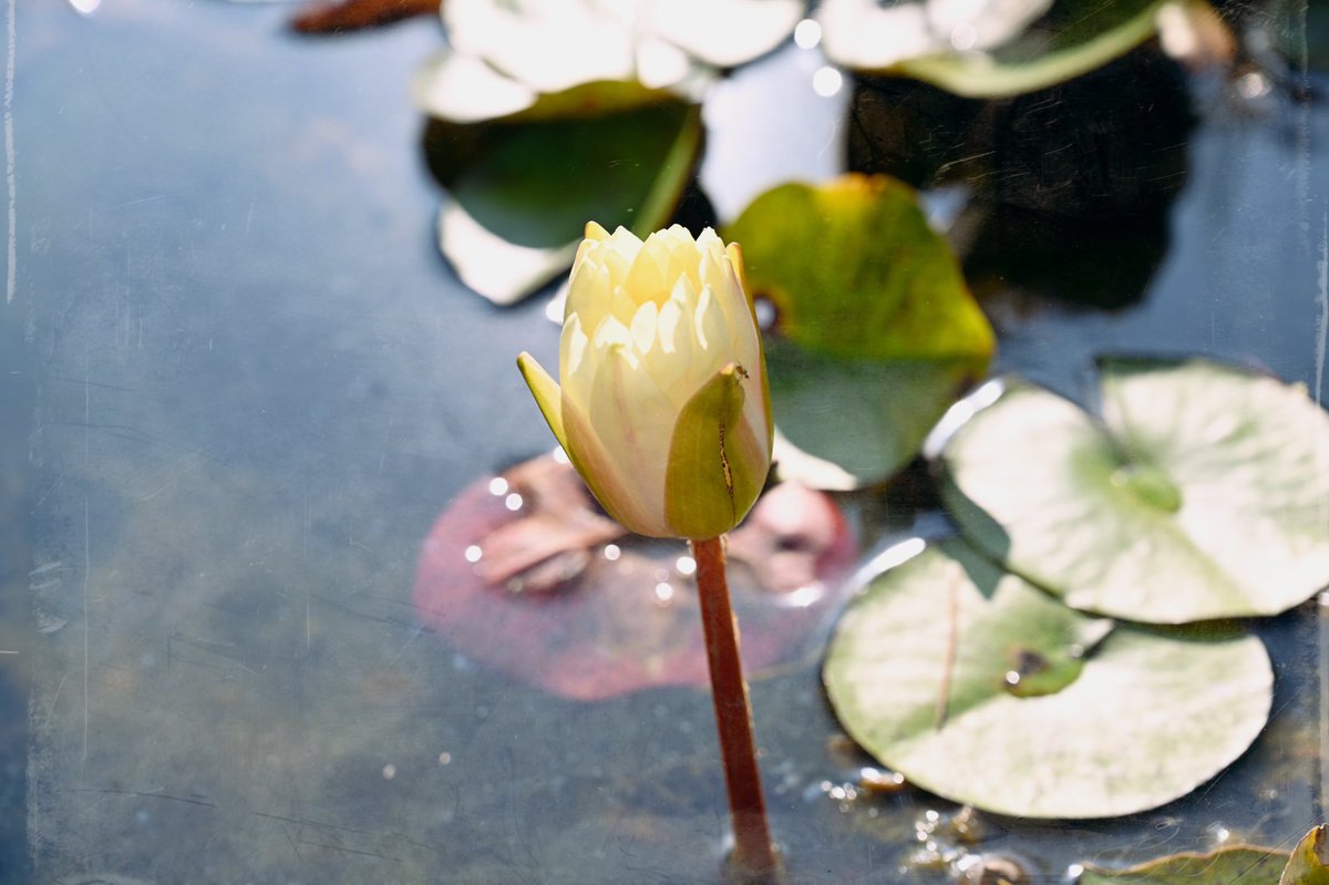 alteredlifephto's tweet photo. Water Lily in the garden at @UTKnoxville. #Garden #knoxville #utknox #waterlilly #PhotoOfTheDay https://t.co/pHphDEphay