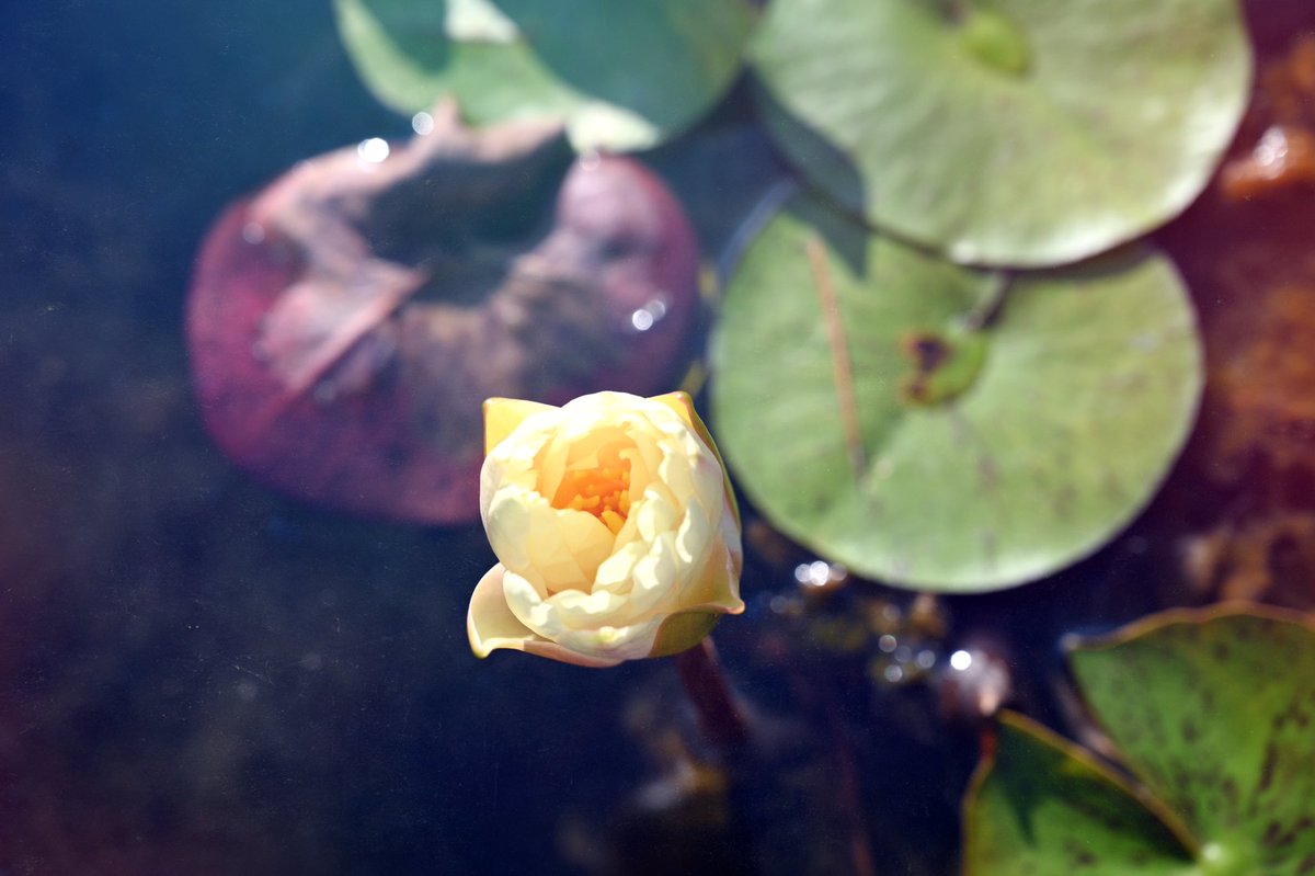 alteredlifephto's tweet photo. Water Lily in the garden at @UTKnoxville. #Garden #knoxville #utknox #waterlilly #PhotoOfTheDay https://t.co/pHphDEphay