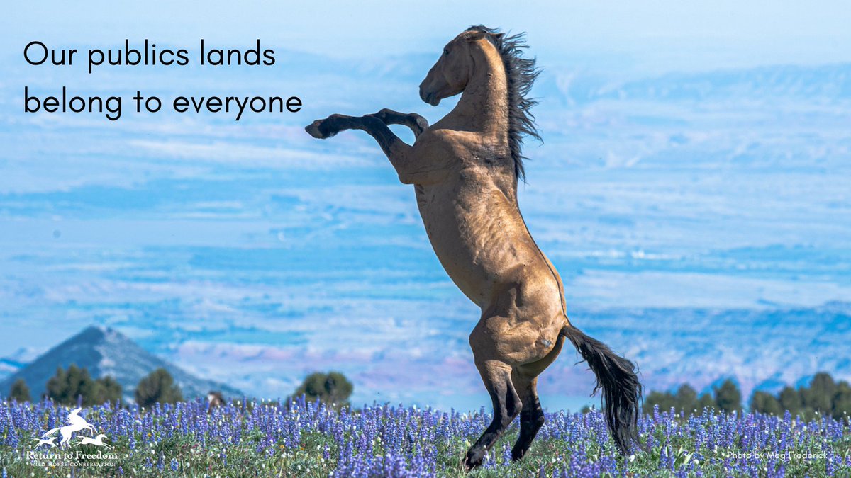 As we celebrate #NationalPublicLandsDay today, let us all remember that there is nothing more important than conserving our natural resources, #wildhorses and other wildlife. 

Photo of the stallion Oklahoma taken on the Pryor Mountains Wild Horse Range by Meg Frederick. #npld