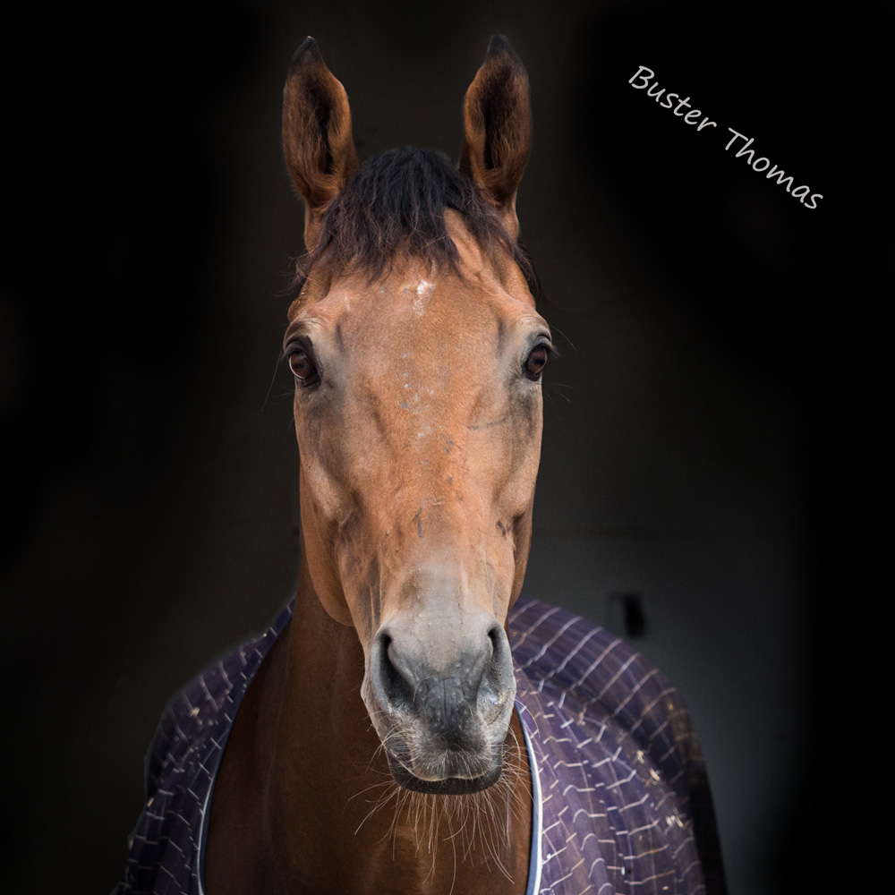 barrowlane's tweet photo. Good win today for @ELavelleracing and @TheRacingStage Axoms Buster Thomas seen here during the #NationalRacehorseWeek #BusterThomas #OlympusUK https://t.co/RQtfqGJQxI