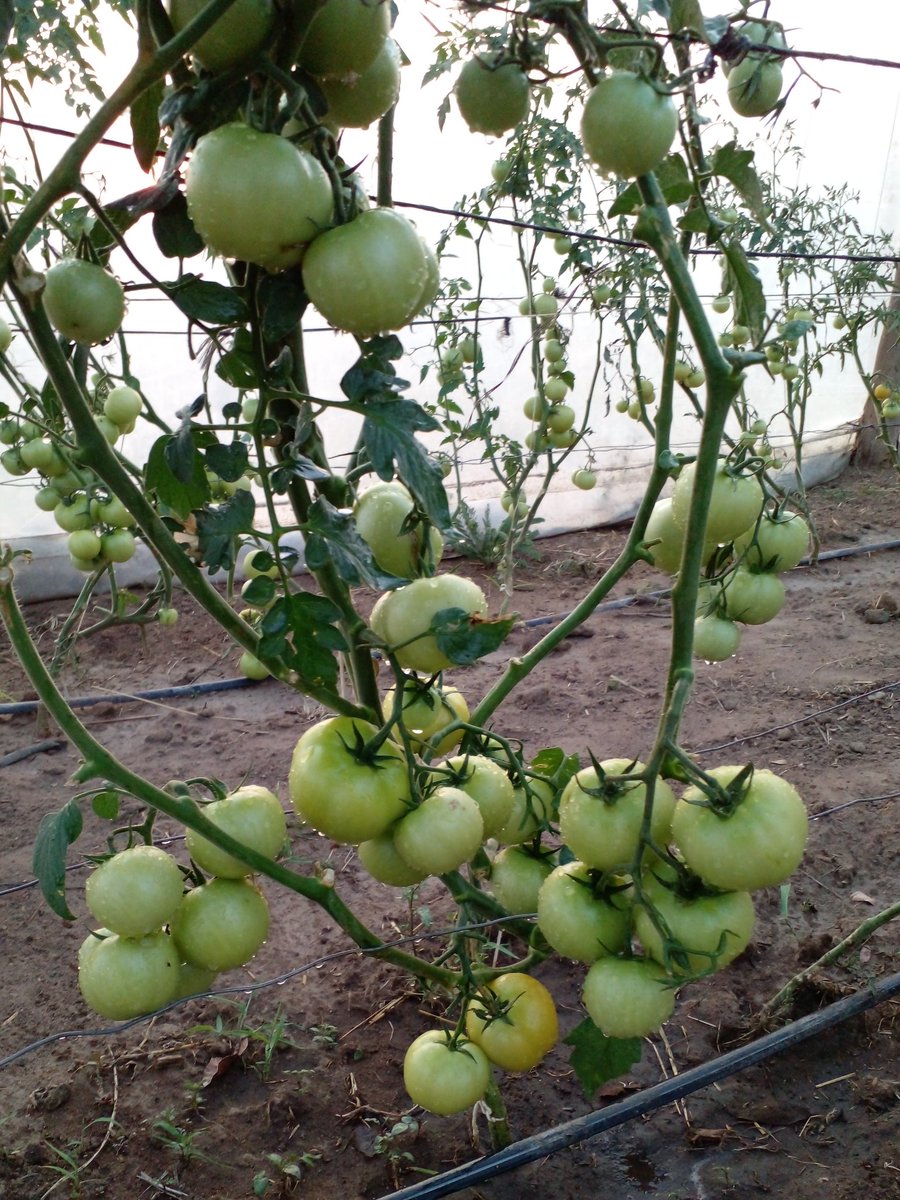 Farming Couple 🇿🇼 (@farmingcouple) on Twitter photo 