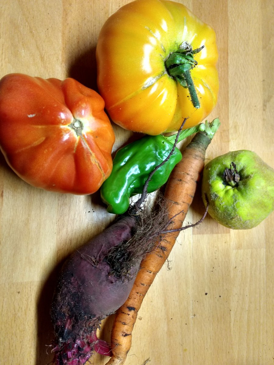 MoneSieh's tweet photo. #regional aus dem Garten in #Hohenaspe.Glùck pur.den Kopf frei kriegen.Mal schauen was da ist. zurückschauen auf Erreichtes und die Arbeit dahinter.dankbar ernten.Gartenarbeit ist #Gottesdienst.Ganz analog und geerdet. https://t.co/NZ1LksUBxC