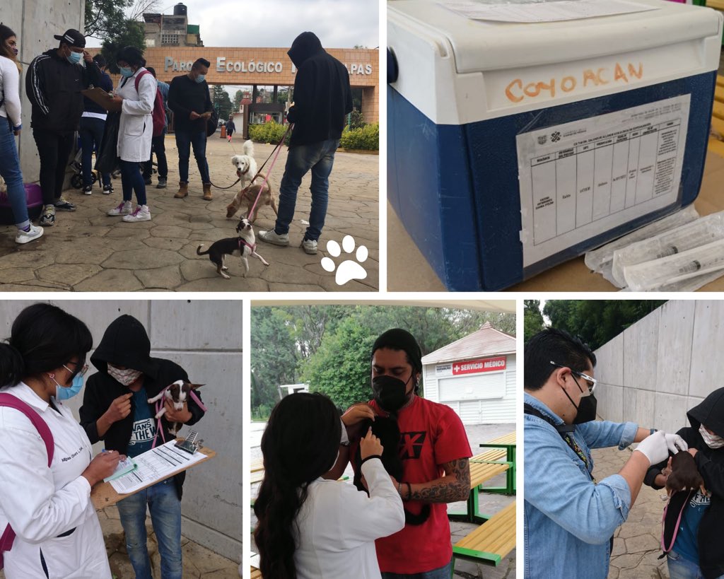 Alcaldia_Coy's tweet photo. Jornada Nacional de Vacunación Antirrábica #CaninayFelina 🐱🐶

🐾Te esperamos el día de hoy en el Parque Ecológico #Huayamilpas hasta las 13:30 horas. https://t.co/faBLgqZcMK