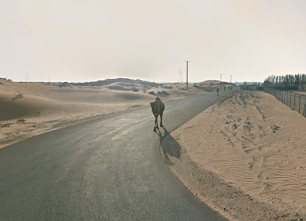 The camels are heading towards the farm.
Kabir - Umm Al Quwain - UAE
😍🐪🐪🐪🐪🤗