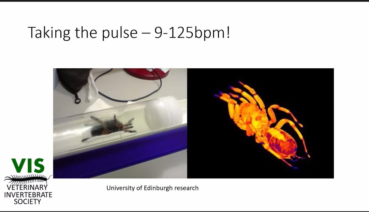 Dr Erica McAlister tweet media