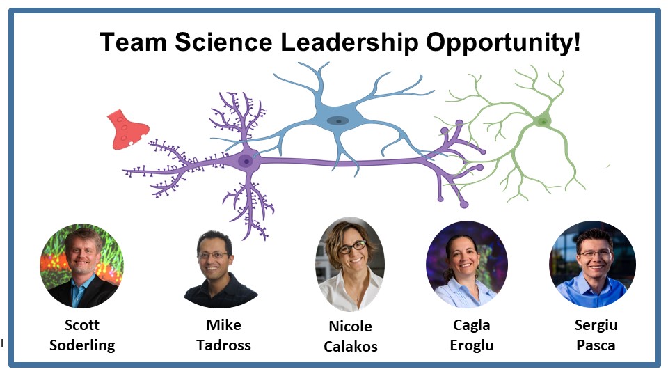 PLEASE RT: (1/2) Do you have a PhD and interest in supporting diverse, innovative groups to achieve breakthrough discoveries in Parkinson’s disease? @SFNtweets @MichaelJFoxOrg @BLACKandSTEM @sacnas @AWISNational @BlackInNeuro @AAAS_SEAChange @nationalpostdoc @ASAP_Research