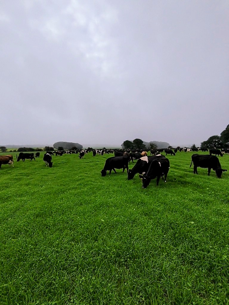 PhilHughes_'s tweet photo. First of the Autumn reseeds to be grazed, look's as if it's had full approval. #teamdairy #grassland #grasstomilk #reseed #cows #grazing https://t.co/Ej0sym6aOp