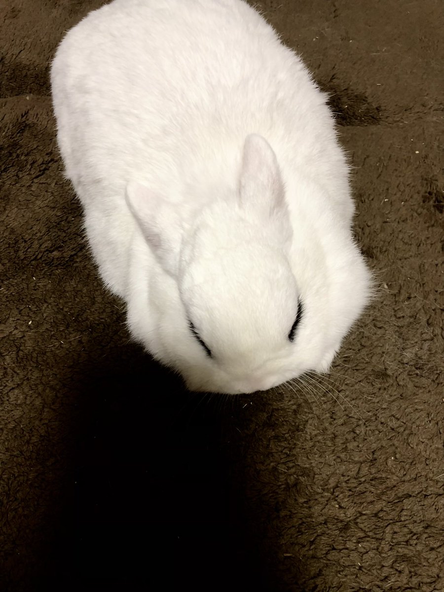 Rie Habu うさぎファース党 ふと見ると自分の影に寄り添うように寝そべるうさぎ 鬼滅の刃で大泣きする飼い主の側で体温が感じられる絶妙な距離にうさぎが居る暮らしは 控え目に言っても生きててくれてありがとう そばにいてくれてありがとうが爆発して