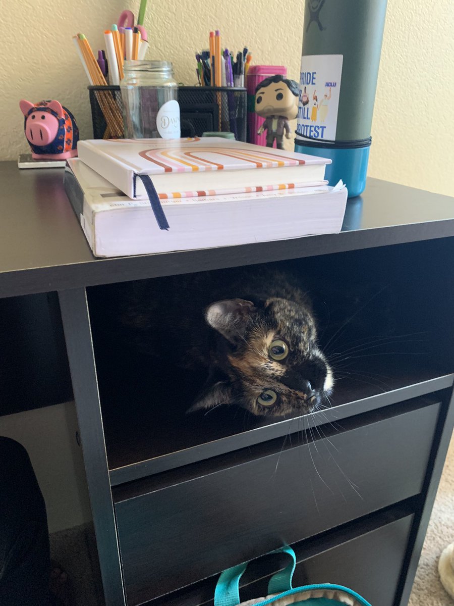 SydneyE_1014's tweet photo. @HouseBreakfast_ vegan pumpkin rolls and desk cat tax https://t.co/6O8dQ2VJtO