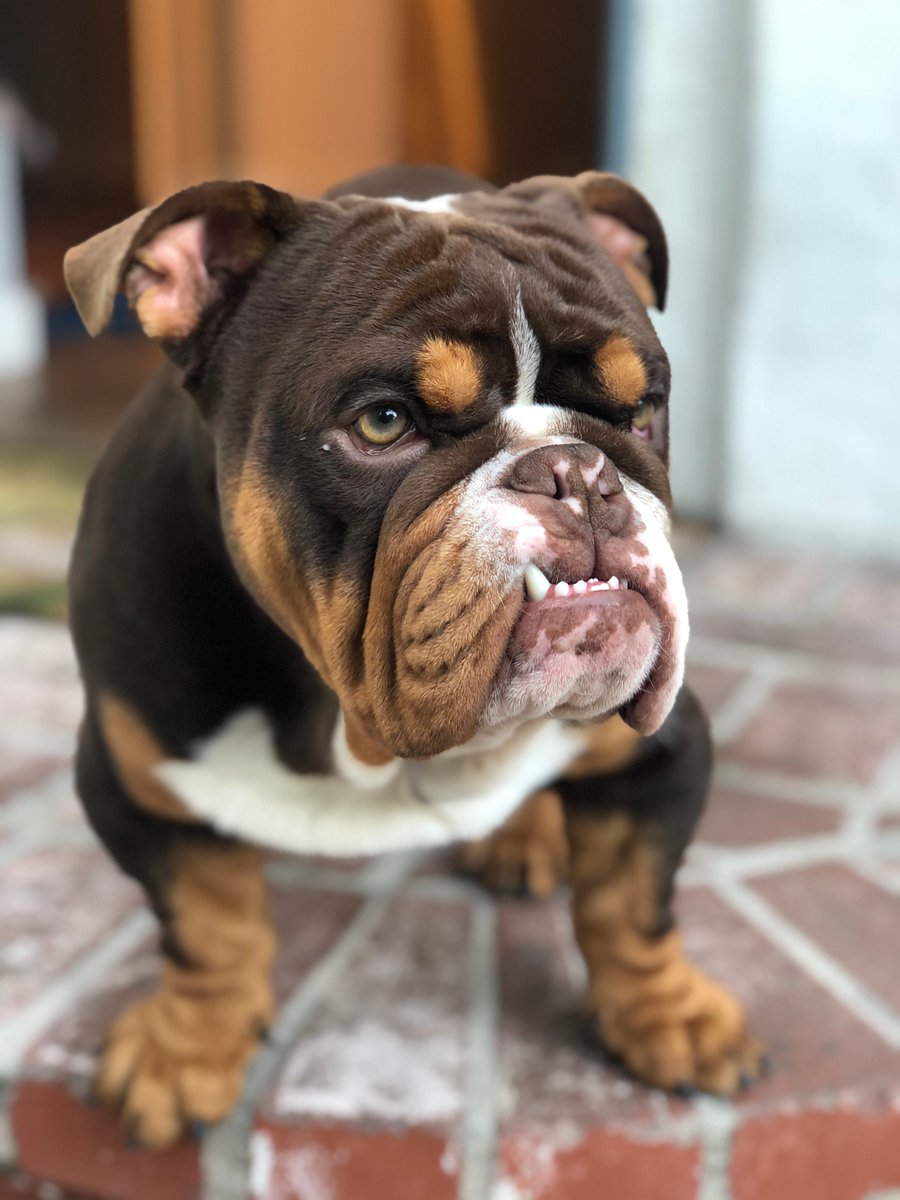 carrmug's tweet photo. Introducing Rolo! https://t.co/meirCfQiRK