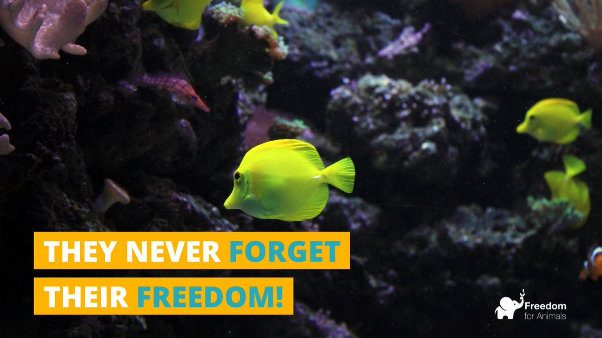 Freedom for Animals tweet media