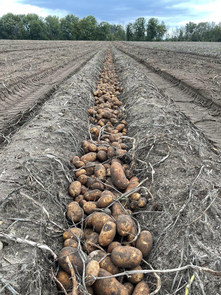 Found some dry land to continue with #harvest21 #potatoesfordays