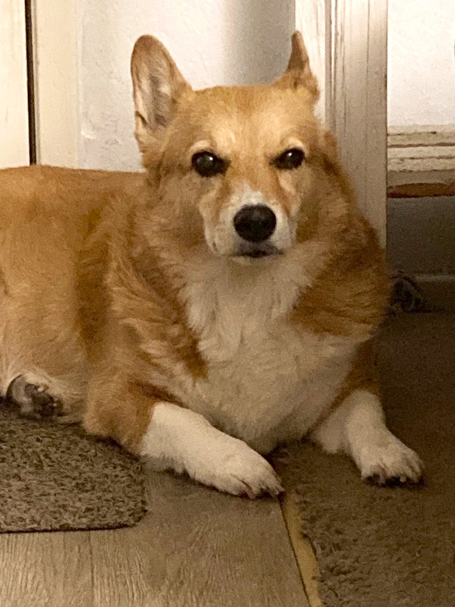 MJ The Corgi tweet media