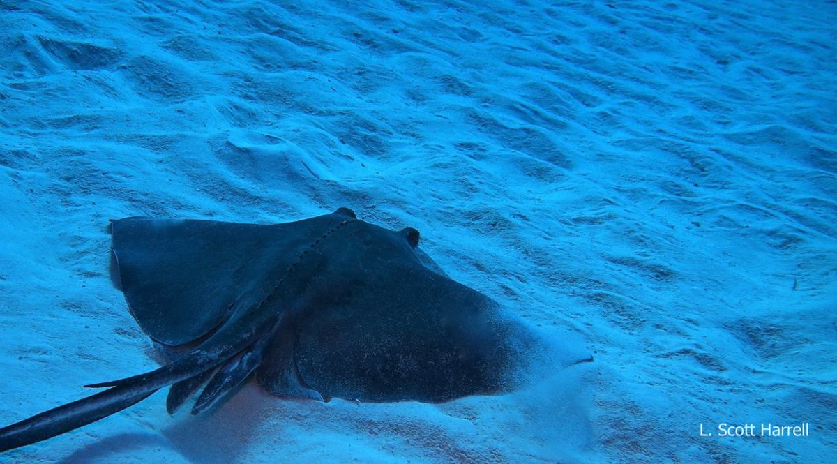 "I love the ocean. I've always liked the blue, so tranquil and peaceful and gliding. And the fear of it."

Cozumel scuba diving!  ><(((º>  scubaluis.com  

Small groups. Fast boat. VIP service. *Maximum bottom time*

#scuba #Cozumel