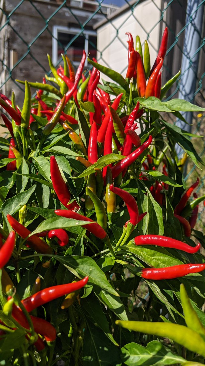 TellSimon's tweet photo. Today's sunshine brings out sea of red πΆοΈπΆοΈπΆοΈ
#fall #thaidragon #peppers #FallHarvest #chilipepper #serrano #redserrano https://t.co/GCQRpxmVuC