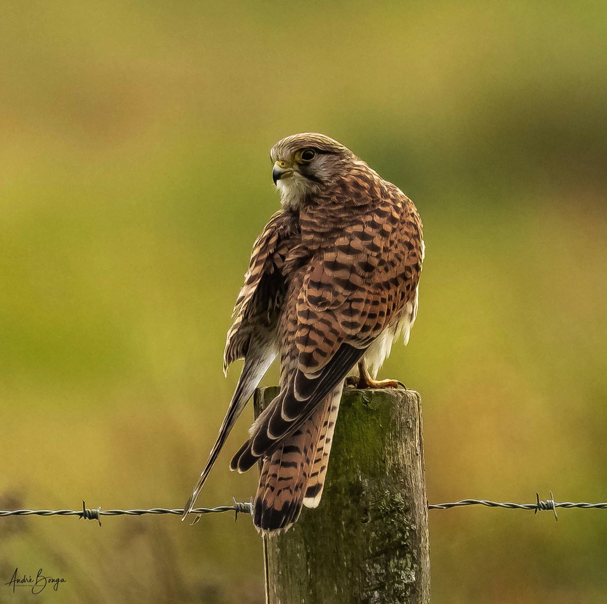 Andre_Bonga's tweet photo. #birdtwitter #birdsback #incredibleholland #animalplanet #natgeo #team_ebird #photooftheday #BBC #BBCwildlife #worldpressphoto #thephotohour #birdlife #birdwatchdaily #birdnature #natureguide #birds #superstraight #sonyalpha #sonyA7RIV #kestrel #denbosch #nature #NatureBeauty https://t.co/UjQOlzKMbc