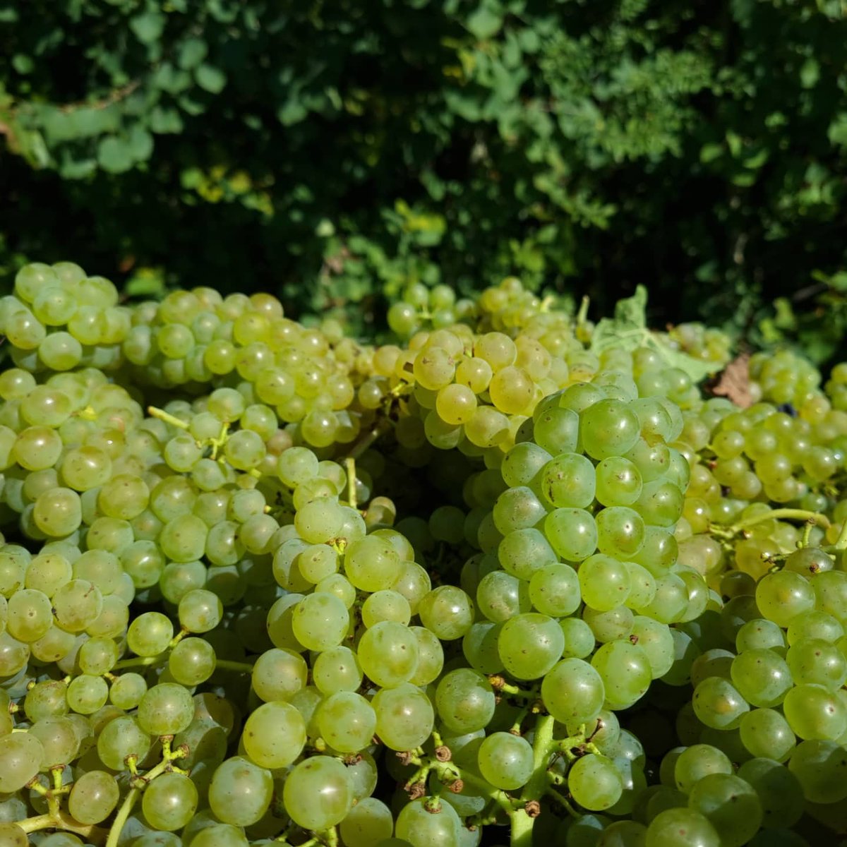 jens_schreiber's tweet photo. Traubenlese bei Traumwetter. Heute war der Johanniter dran. Menge gut, Qualität ok. #wineinprogress2021 #johanniter #mittelrhein #loreley #winzergenossenschaftloreley #bornich https://t.co/9xnWBY4kJB