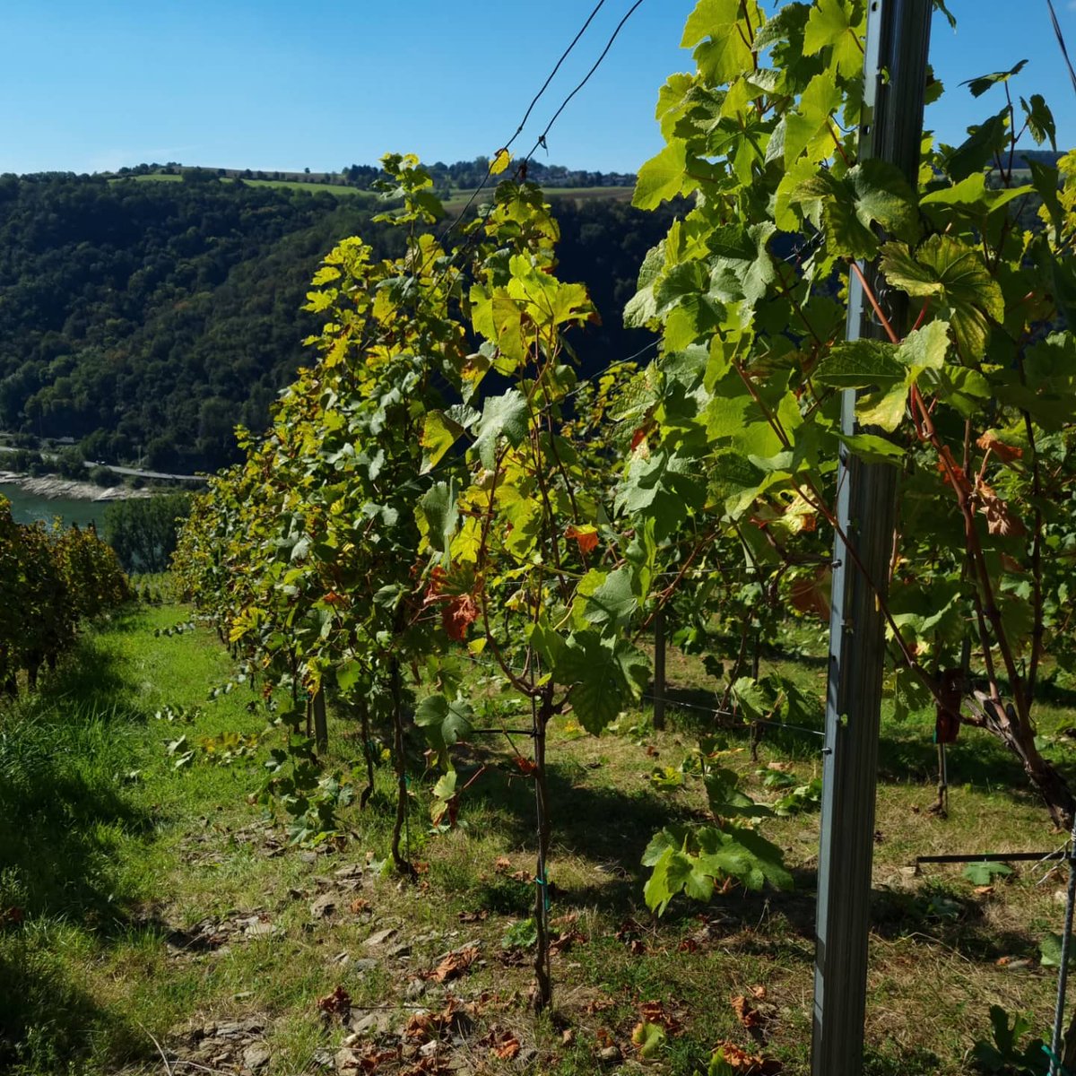 jens_schreiber's tweet photo. Traubenlese bei Traumwetter. Heute war der Johanniter dran. Menge gut, Qualität ok. #wineinprogress2021 #johanniter #mittelrhein #loreley #winzergenossenschaftloreley #bornich https://t.co/9xnWBY4kJB
