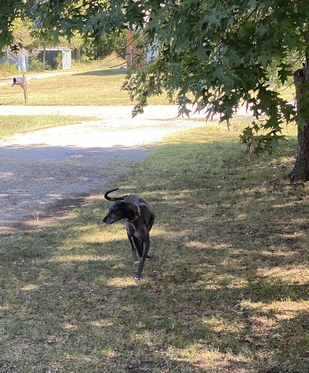 LeaMcCormick19's tweet photo. When your Great Dane is so thin you almost can’t see her at certain angles. #supermodelpup #greatdane https://t.co/nlwkOxImz7