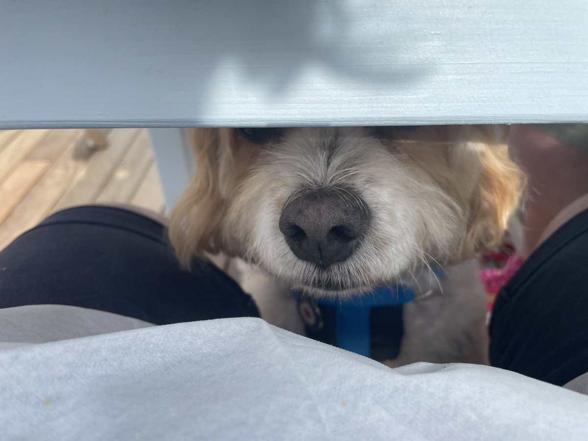 jewelsmorrison's tweet photo. Nadiya Hussan!  You were right about the seaview cafe at Saltburn!  The crab brioche was fab and the dog loved it too! @BegumNadiya https://t.co/cU0rpCES5r