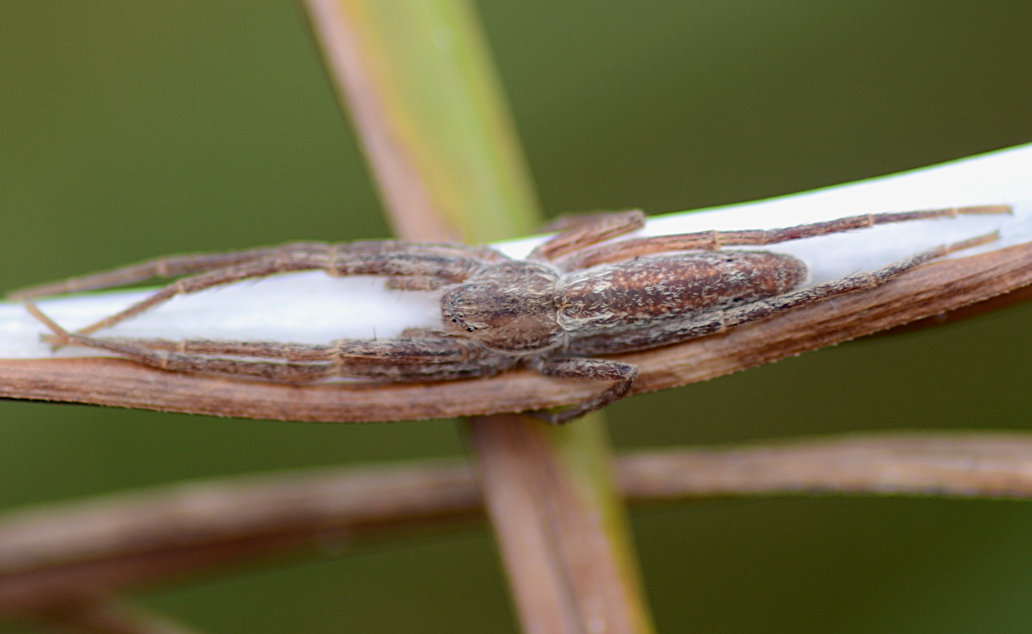 Three spiders from a Suffolk sedgebed. Argiope bruennichi eating a caterpillar, a male Marpissa radiata eating a fly, a Tibellus sp. on her egg sac. Nr. Tuddenham, W Suffolk. @BritishSpiders