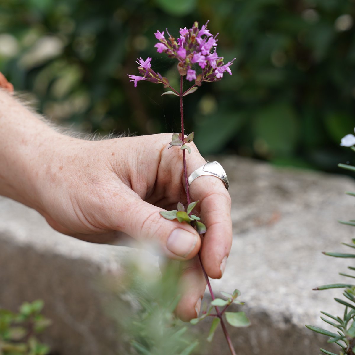 johnny_organic's tweet photo. Mikael incorporated Italian oregano into her herbal kitchen planter design. Italian oregano's pest repelling qualities and low, wide spread make it a beneficial companion plant for the very front border! https://t.co/kX2hRgnQnF
