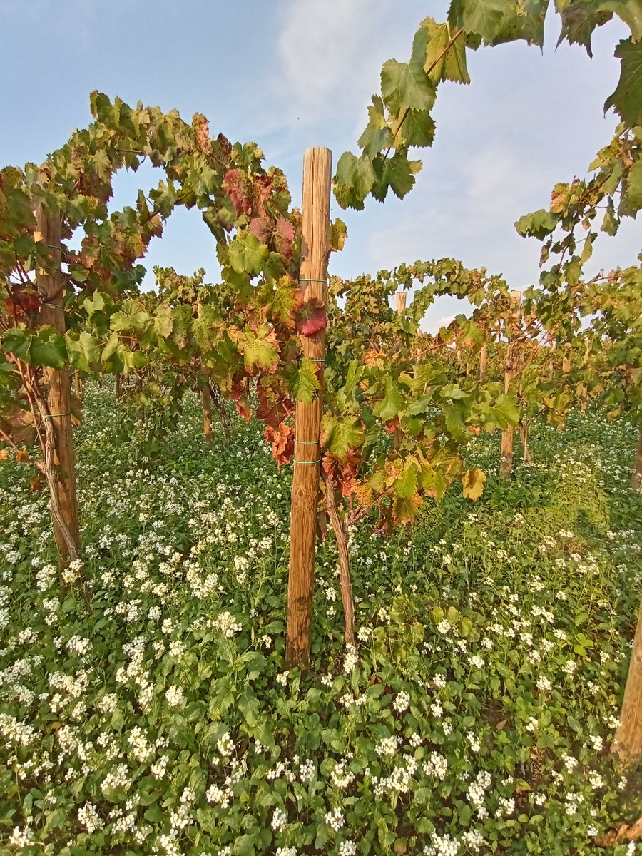 🍇 Vinya i vins de #Sumoll

➡️ Vins de Foresta Sumoll 2019
➡️ Endogen Negre Sumoll
➡️ Fer el Trago
➡️ Desbordant Les Acàcies
➡️ Singular d'Àmfora Negre

Descobreix-ne més a 📲 compravionline.com/directe-casa/s… ✔⁣

#PetitsGransCellers #vinsdeproximitat ⁣#elviéscultura #directedelceller