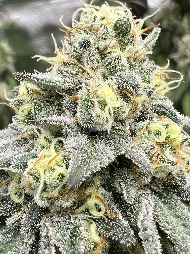Jenn_Pasquale's tweet photo. 😍😍 #homegrown #weed #marijuana #prop207 #prop203 https://t.co/OERDHMLUCp