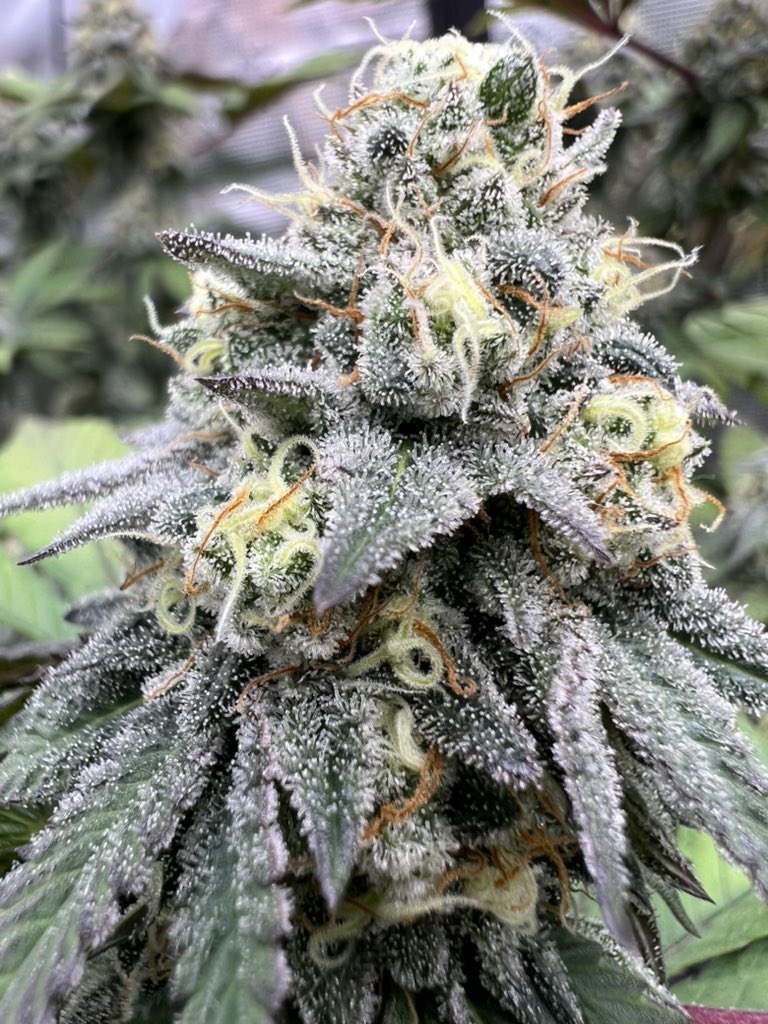 Jenn_Pasquale's tweet photo. 😍😍 #homegrown #weed #marijuana #prop207 #prop203 https://t.co/OERDHMLUCp