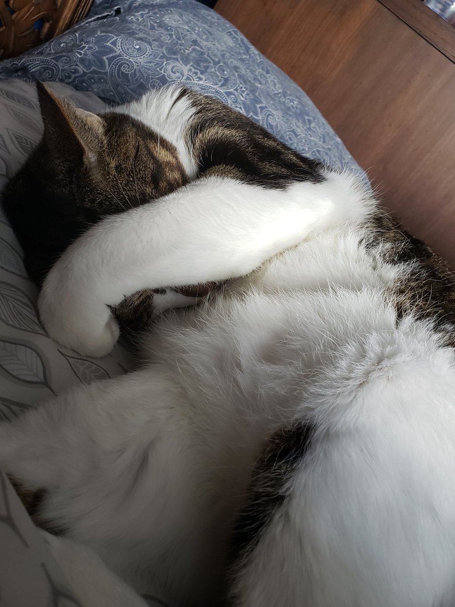 NovaOrionshow's tweet photo. "Momma got a picpurr of me with drool on my chin. How embarrassing! Whats the most embarrassing picpurr your pawrents have taken?"-Orion #catsofinstagram #CatsOfTwitter #NovaOrionshow #orion #catlove #catlover #catsnuggles #caturday #catdrool #greeneyekitty #catpose #catsleeping https://t.co/5RUvXoBMM4