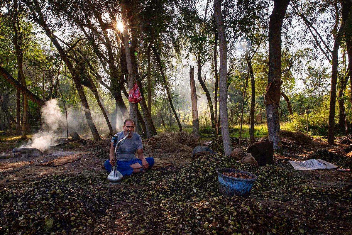 A Kashmiri farmer smokes a Hubble bubble during a break while harvesting walnuts in Budgham area, northeast of Srinagar #Kashmir  #harvest #walnut #farmers #hubblebubble <a href="/AP_Images/">AP Images</a>