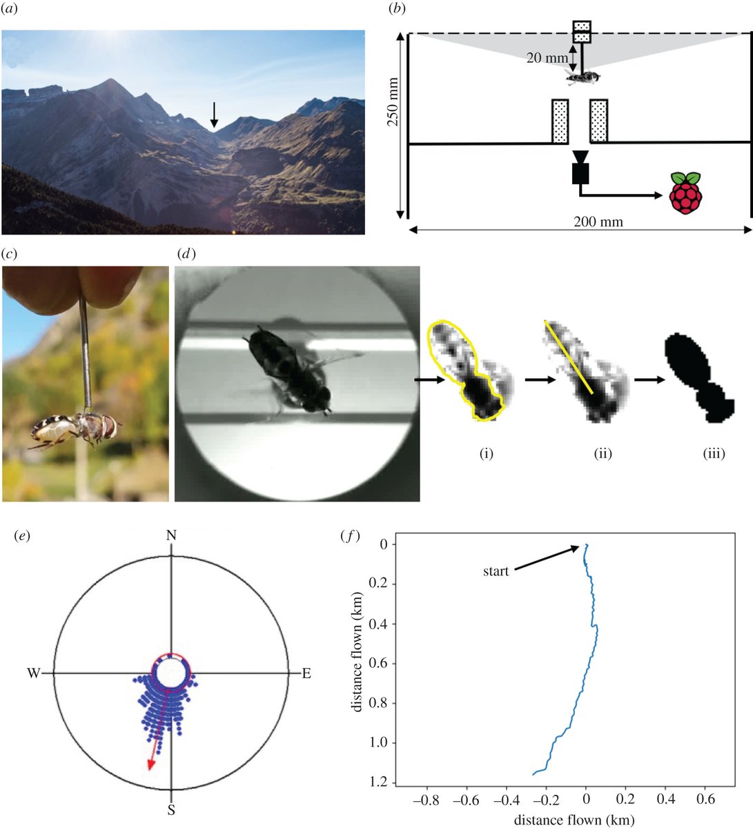 #ProcB #Hoverflies use a time-compensated sun compass to orientate during autumn #migration #OpenAccess <a href="/MigGenomics/">The Genetics of Migration Lab</a> #Behaviour ow.ly/RE2P50Gexo4