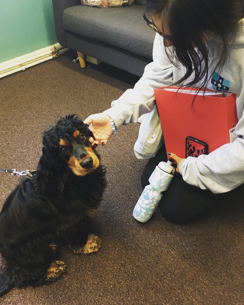 Rowntree was very happy to see Mabel on Wednesday who visited with their new house tutor, Christine #boardinghousepets #pets #dogsoftwitter #iloveboarding #boardinghouse #boothamschool #york #bsaboarding