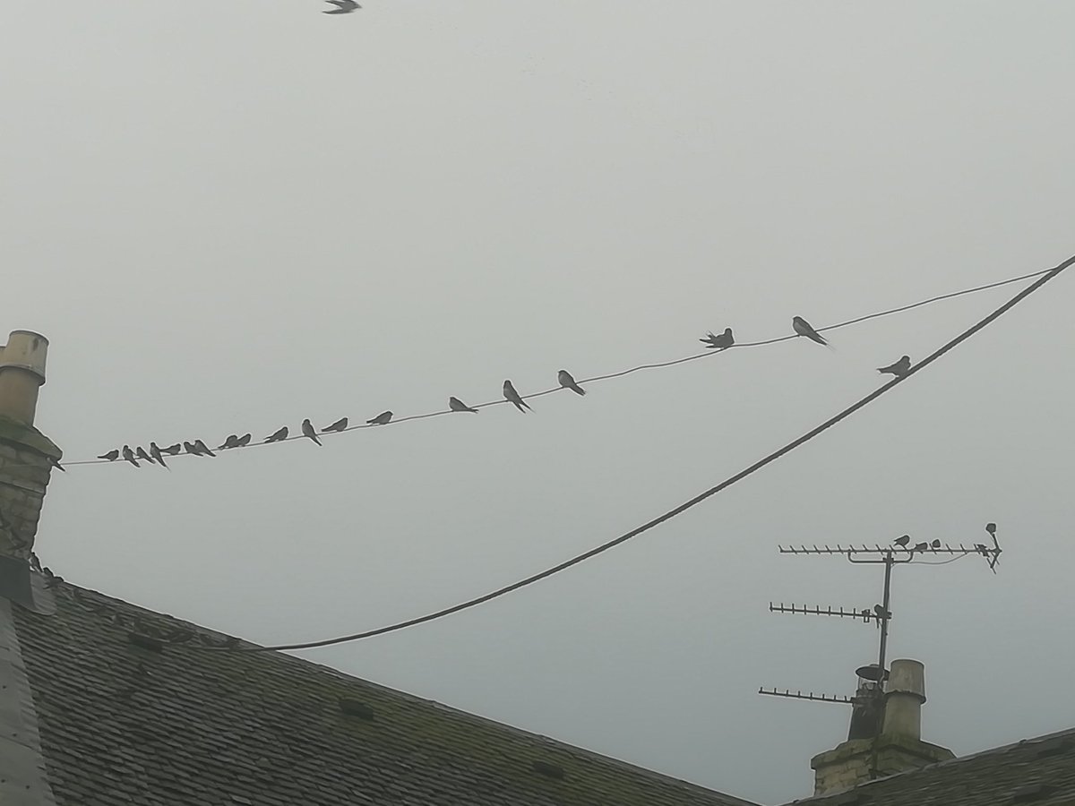 robwdrummond's tweet photo. Last call for west Africa, #swallowmigration https://t.co/CPQjkEcyM3