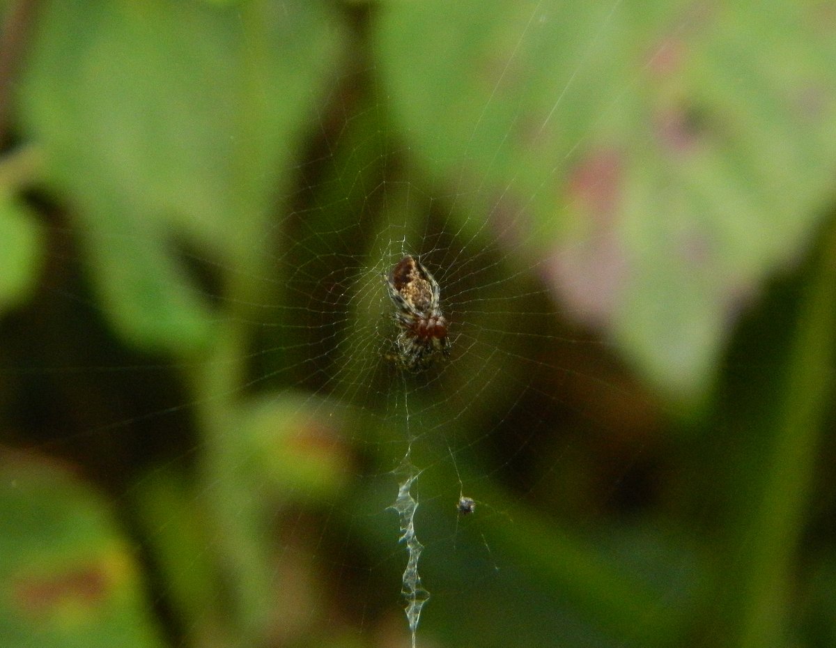 We observed a number of these tiny (approx. 3mm) spiders on orb webs at the base of sloe bushes #TunstallHills today & knew they were different given shape of the abdomen 🔍 So hard to photograph but believe this is our 1st record of Cyclosa conica 💚🕷️