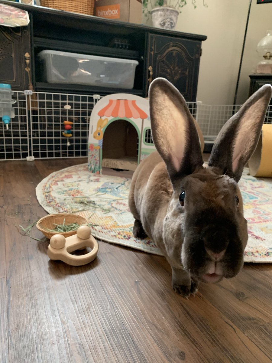 deputydeweyboy's tweet image. Clementine : my Rex rabbit ❤️ #housebunny #bunny #rexrabbit