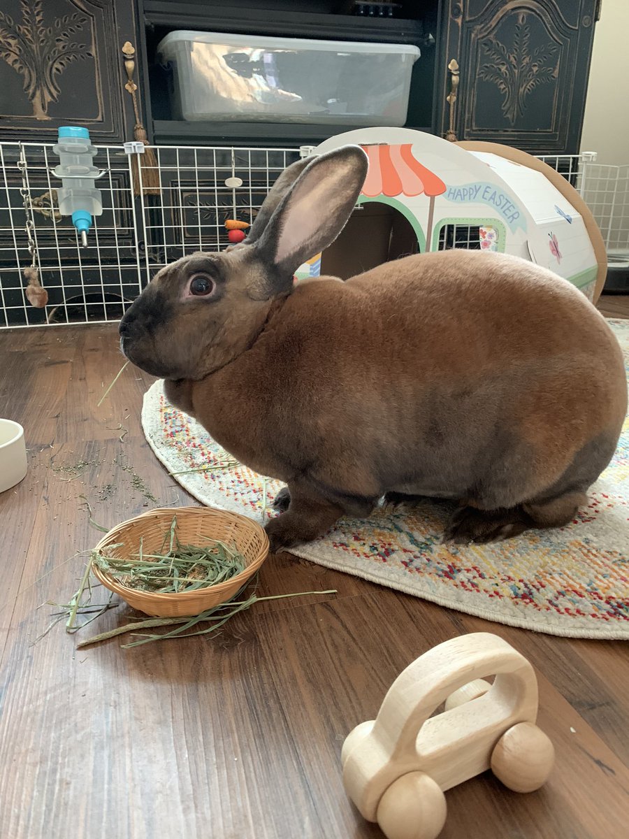 deputydeweyboy's tweet image. Clementine : my Rex rabbit ❤️ #housebunny #bunny #rexrabbit
