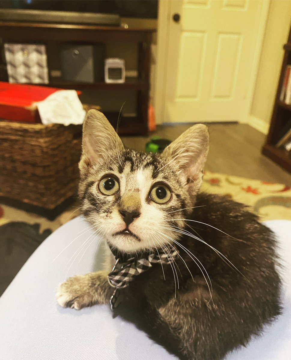2ndNatalie's tweet photo. Luka is @2bob2praxis and my newest addition. Look at that bow tie! Look at it! #cuteagression https://t.co/pjRuCvGCaR