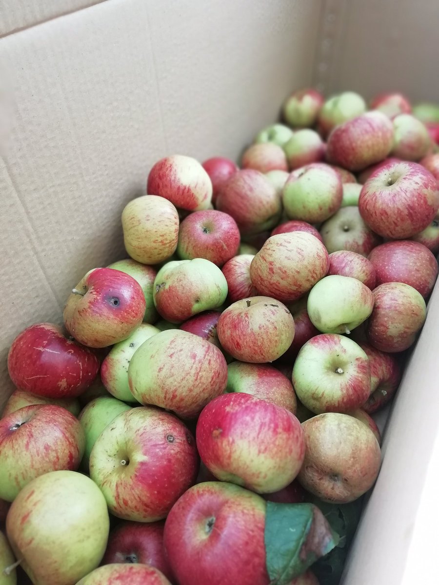 FfionH1's tweet photo. Methu cadw fyny gyda ein coed 🍎 eleni! Edrych ymlaen i ddanfon y gweddillion yma i Sudd Afal Dyffryn Clwyd. Elw yn mynd i prosiectau amgylcheddol lleol 😎

Can't keep up with our 🍏 trees! This surplus going to Vale of Clwyd Apple Juice, profits to environmental projects 😎 https://t.co/QImgD8VD6u