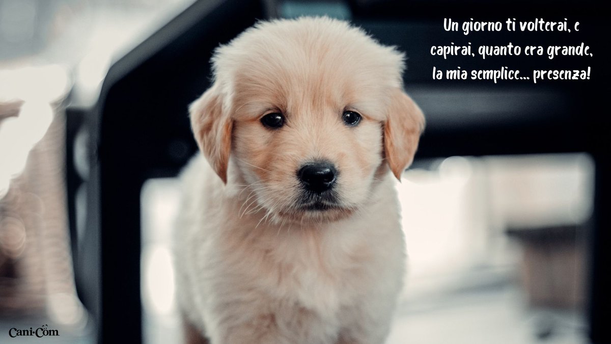 Cani_com's tweet photo. 🐶❤ #cani_com #amiciaquattrozampe https://t.co/kMBvsLr76l